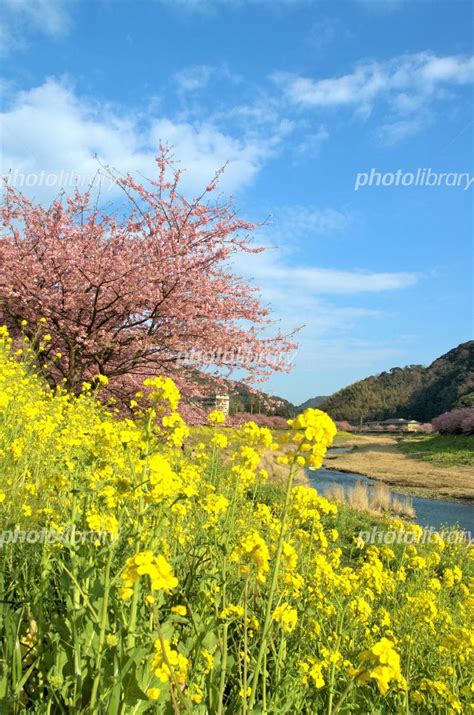 菜の花と青空と河津桜 写真素材 3508629 フォトライブラリー Photolibrary