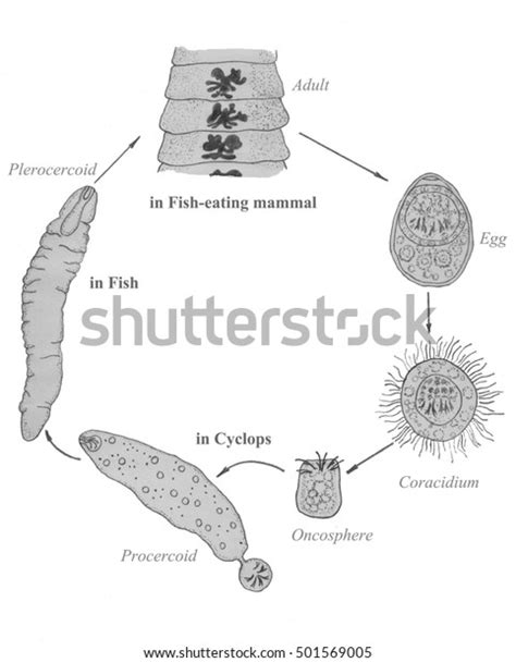 Broad Fish Tapeworm Diphyllobothrium Latum Life