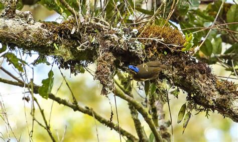 Poisonous Birds - A-Z Animals