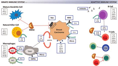 Interaction Between The Innate And Adaptive Immune System Is Vital For Download Scientific