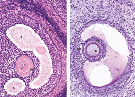 Antral Follicle Histology