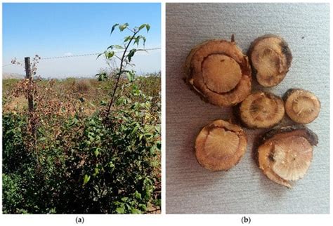 Diversity Free Full Text Dactylonectria And Ilyonectria Species