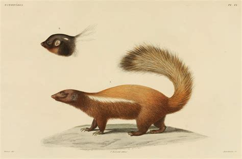 Humboldt's Hog-Nosed Skunk | Old Book Illustrations
