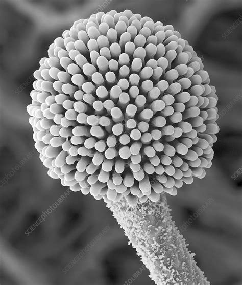 Aspergillus Sp Fruiting Structure SEM Stock Image C037 0253