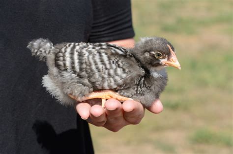 Barred Rock Baby Chicken Stock Photo Download Image Now Istock