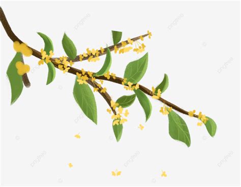 Osmanthus Branches Osmanthus Fragrans Tree Branch Plant Png