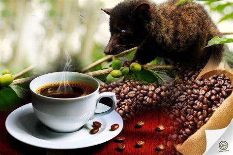 Kopi Dari Kotoran Luwak Ini Harganya Selangit Dan Rasanya Istimewa