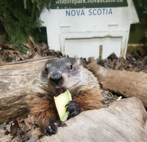 Predictions By Canada’s Groundhogs 2023