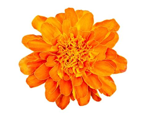 Flor de caléndula naranja tagetes erecta aislado sobre fondo blanco con