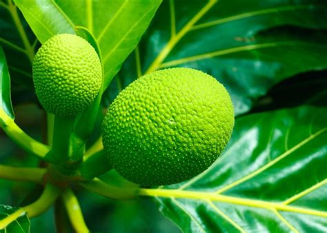 fruit  pain breadfruit saveurs