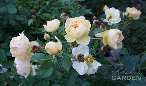 Deadheading makes a difference - The Fabulous Garden