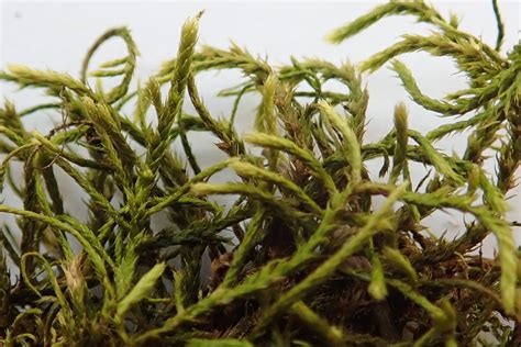 California Antitrichia Moss Bryophyta Mosses Of Vancouver Island