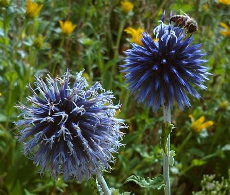 Globe Thistle Blue Echinops Ritro Seeds