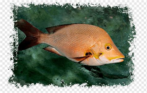 Peixe tubarão baleia Animal rainha pargo peixe vermelho mamífero