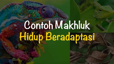 Tuliskan 4 Contoh Makhluk Hidup Beradaptasi Dengan Lingkungannya