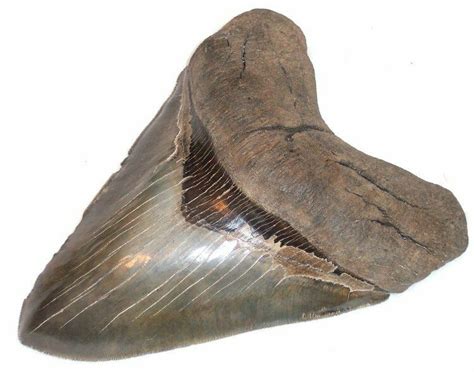 Megalodon Tooth From South Carolina Incredibly Rare