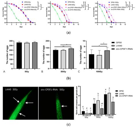 Biomolecules Free Full Text Circ CPSF1 Worsens Radiation Induced