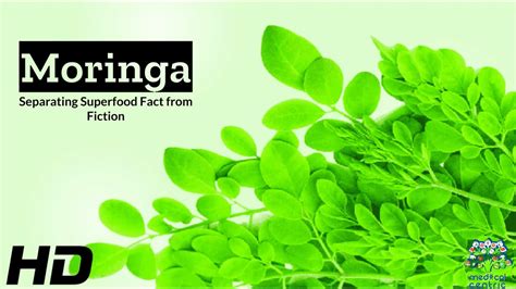 Moringa Unveiled: Separating Science from Superfood Fiction - YouTube