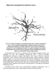 Мозг рассказывает. Что делает нас людьми : Вилейанур Рамачандран : Free ...