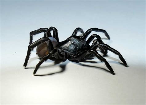 Mysterious New Species Of Venomous Spider Discovered In Florida Wbal