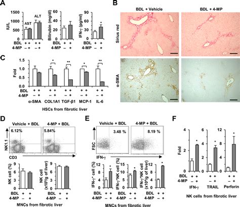 Treatment With 4 MP Ameliorated BDL Induced Liver Fibrosis In