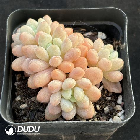 Pachyphytum Caviar Clustering China Wholesale Succulent Plants