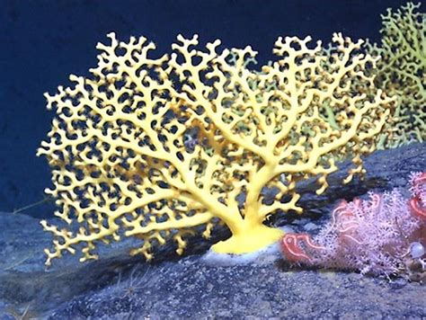 Виды кораллов фото (Много фото!) - artshots.ru