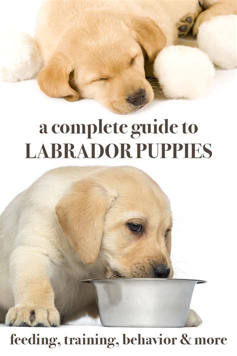 Labrador Puppies - A Complete Guide