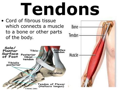 Ppt 7th Grade Unit 5 The Structure And Function Of Body Systems Lesson 1 Muscular Skeletal