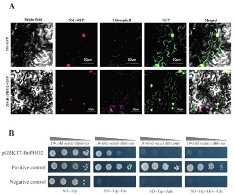 Subcellular Localization And Transactivation Assay Of Bnpho Protein