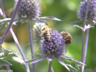 Hot Blond Guy Cumming Xxx Mobile Porno Videos Movies IPornTV Net