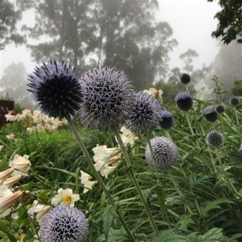 Echinops ritro - Gentiana Nursery