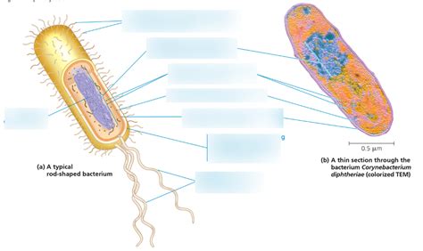 Biology Chapter 3 Diagram Quizlet