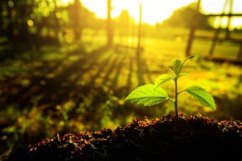 Primer Plano De Una Planta Que Crece En Tierra Foto Premium