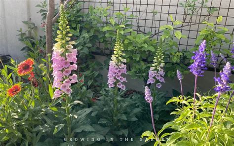 How To Grow Foxglove Growing In The Garden