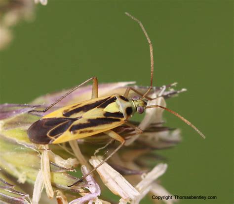 Mirid Stenotus Binotatus Bugguide Net