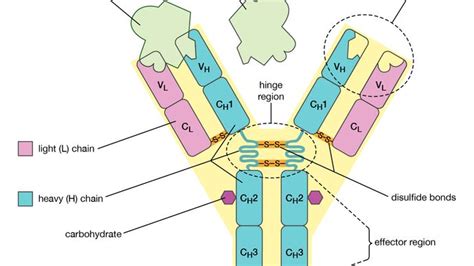 monoclonal antibody | Definition, Hybridoma, & Human Monoclonal ...