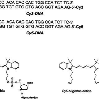 Structures And Sequences Of The Labeled And Unlabeled DNA Oligomers