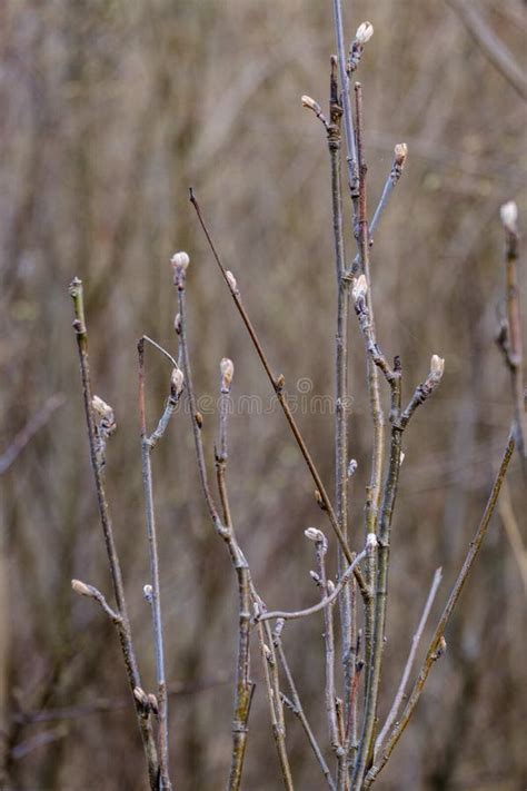 Naked Tree Branches In Early Spring With No Leaves On Grey Day Stock Photo Image Of Sunny
