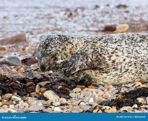 Seal Resting in a Natural Habitat of Rocks and Seaweed, with a Peaceful ...