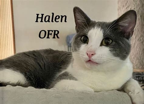 Cat For Adoption Halen A Domestic Short Hair Mix In Owasso Ok