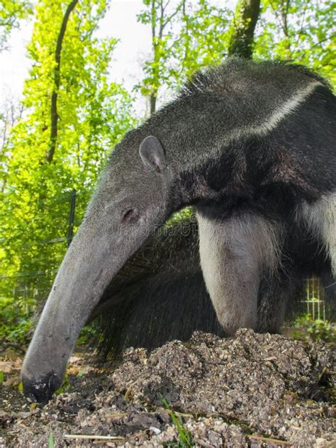 Giant Anteater (Myrmecophaga Tridactyla) Eats Ants Stock Photo - Image ...