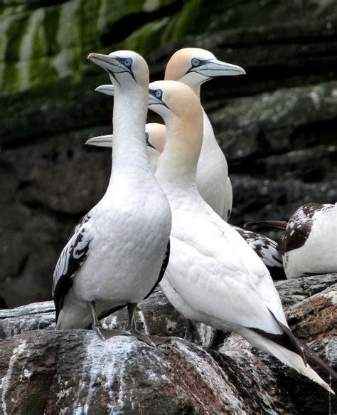 Shetland Island Explorer June