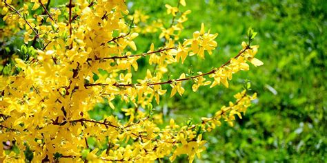 Names Of Yellow Spring Shrubs