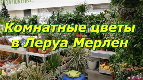 Леруа Мерлен - Обзор цветов🌺 - YouTube