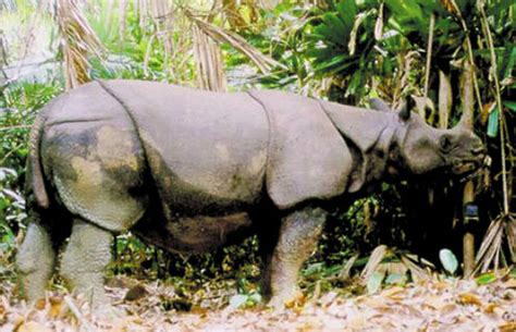 badak jawa terakhir  vietnam dibunuh