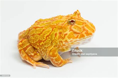 Pac Man Katak Katak Albino Dengan Latar Belakang Putih Foto Stok Unduh Gambar Sekarang Istock