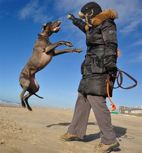 Dogge - Deutsche Doggen machen glücklich!