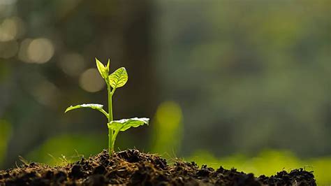 plant trees   pro essential steps  healthy growth forestrycom