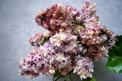 289 Сирень Федерико Гарсиа Лорка НОВИНКА! (в горшке 0,5л, из меристемы ...